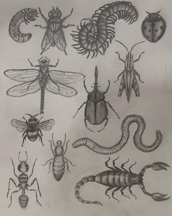 Bug sketch page in graphite